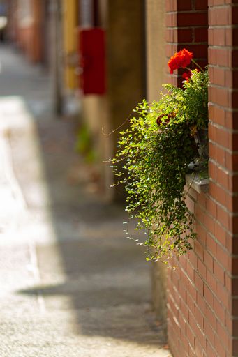 A vertical shot of an orange flower with a vine green plant on the outside of the window of a brick wall with a blurred in the background