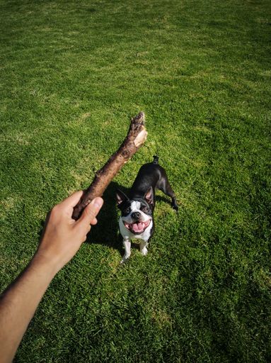 A high angle shot of a Boston terrier looking on hand with a wooden stick