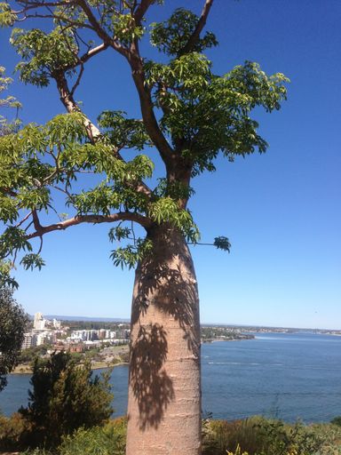 A vertical low angle shot of a beautiful tall tree captured during the daytime