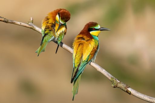 Beautiful nature scene with European bee-eater (Merops apiaster). Wildlife shot of European bee-eater (Merops apiaster) on branch. European bee-eater