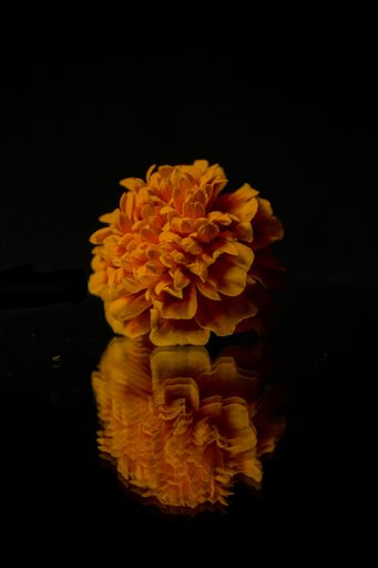 An isolated close-up of a tagetes erecta on a glossy black surface, with its reflection mirrored in the background