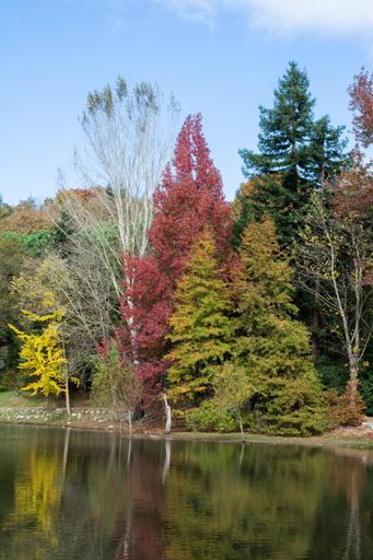 A vertical shot of the colorful trees during the autumn season