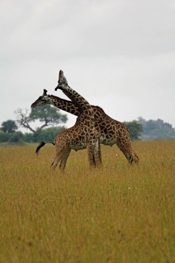 A vertical shot of two fighting giraffes in Serengeti National Park, Tanzania