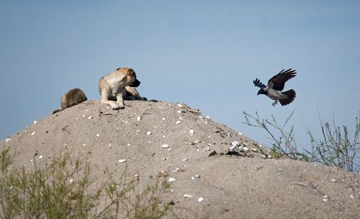 A dog sitting on the hill with a raven flying near him
