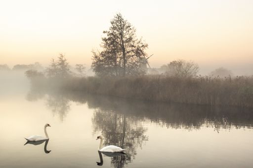 The mist hanging over a lake with two swans in it in Norfolk Broads