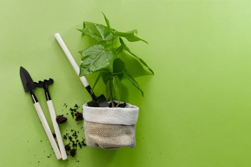 A  top view of a small tree and gardening tools - Earth Day, forest conservation concept