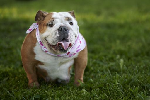 A closeup shot of an adorable English bulldog in a park