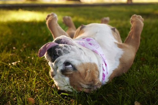 A selective focus shot of a funny English bulldog lying on the back in a park
