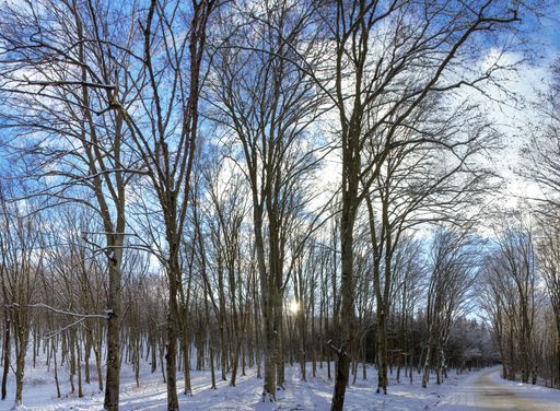 A beautiful shot of landscape in a deciduous forest in winter with sun and sky seen through trees