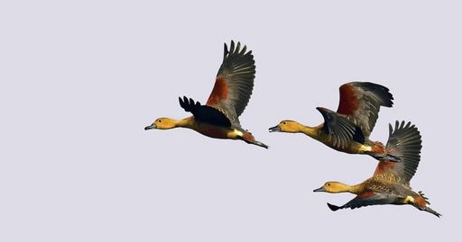 A flock of flying whistling ducks