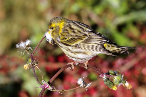 A closeup shot of a bird on a twig