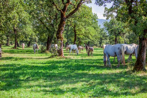 The horses grazing in the sunny field in Lipica, National Park in Slovenia