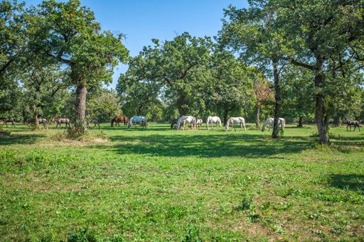 A sunny field in Lipica, National Park in Slovenia with horses grazing in the background