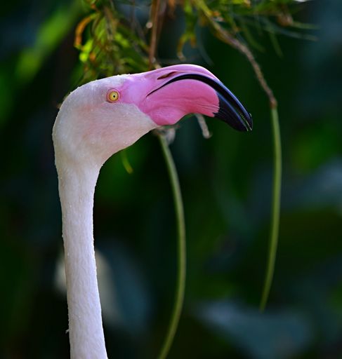 A closeup of a great flamingo with a huge beak under the lights with a blurred background