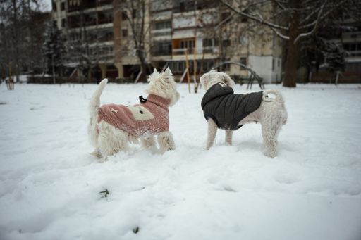 A back view of a West Highland white terrier dogs in winter clothes playing on snow