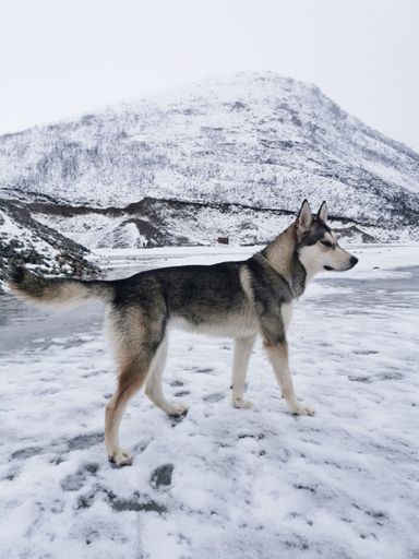A vertical shot of a husky dog standing on the snow in winter landscape on the island of Kvaloya, Tromso in  Norway