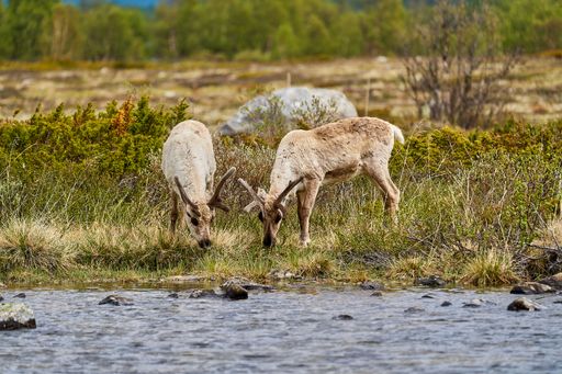 European Reindeer, Rangifer tarandus, also Caribou, standing in the tundra and browsing in highlands of Norway, Scandinavia