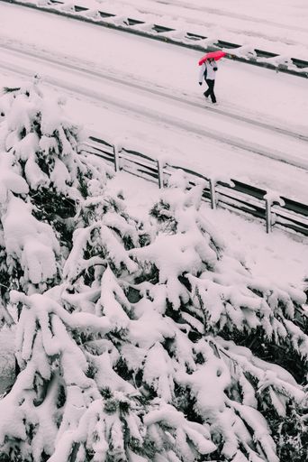 A vertical shot of a person walking near fallen trees because of Filomena winter storm in Madrid