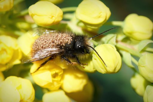 Closeup on a European orchard horned mason bee, Osmia cornuta infested with parasitic mites