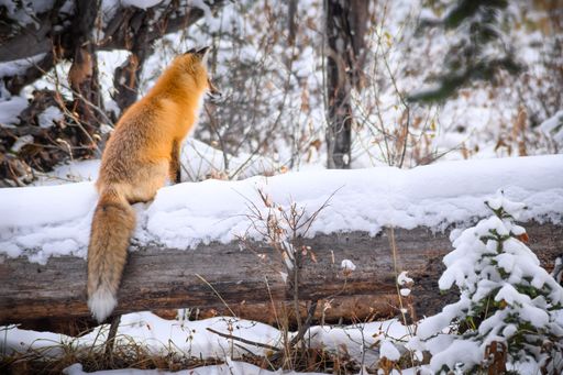 An image of a single orange fox standing on a tree branch covered by snow.