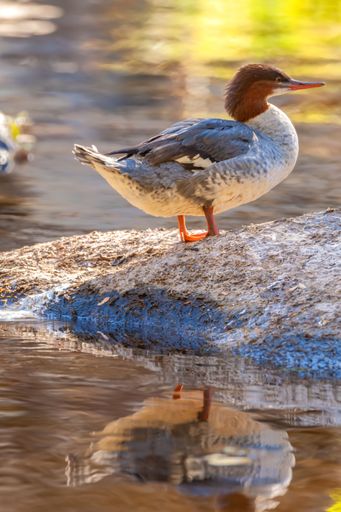 A close-up shot of common merganser sitting on a stone by a waterhole, bokeh background