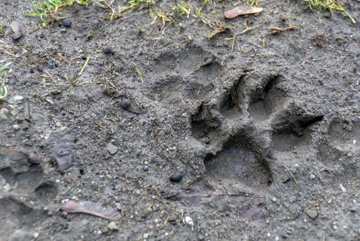 A closeup shot of a trail of an animal's paw on the ground