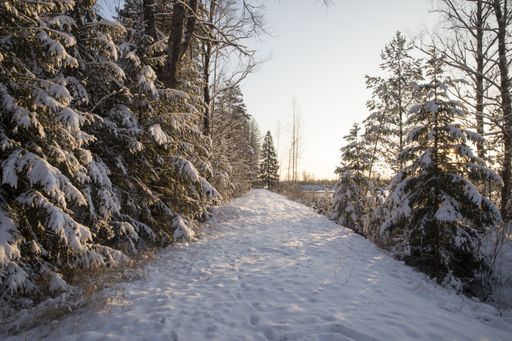A pathway in a forest covered in trees and snow under the sunlight