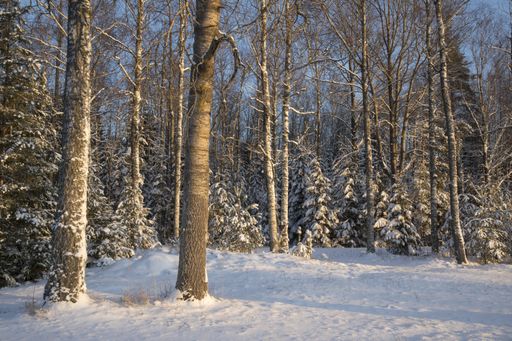 A forest covered in trees and snow under the sunlight - great for wallpapers