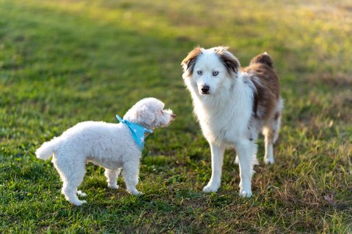 A small white poodle standing next to a white Australian Shepherd on green grass
