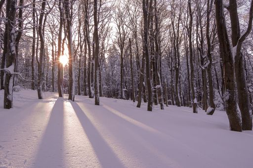 Sunset in winter forest. View of a winter forest, trees covered in snow, during sunset, Sunset in the wood between the trees.