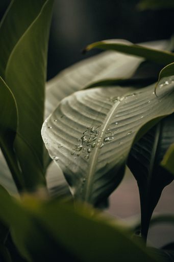 A vertical closeup shot of raindrops on a green lea