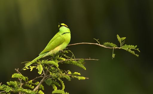 A closeup shot of a green bee-eater bird perched on a branch with green leaves