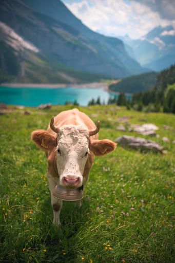 A brown cow stands in a grassy field against a backdrop of majestic mountains and vibrant wildflowers