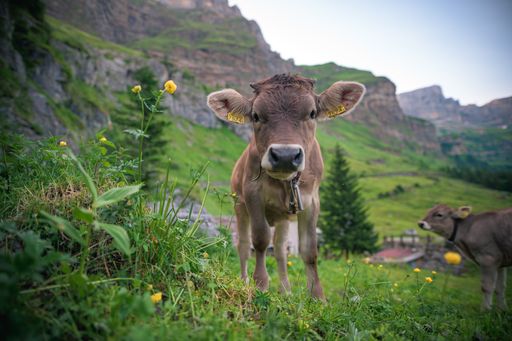 A brown cow stands in a grassy field against a backdrop of majestic mountains and vibrant wildflowers