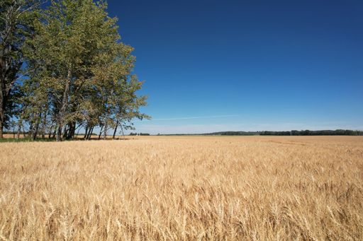 A beautiful shot of a golden wheat field under a clear blue sky