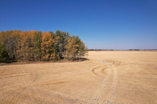 A beautiful shot of a golden wheat field under a clear blue sky