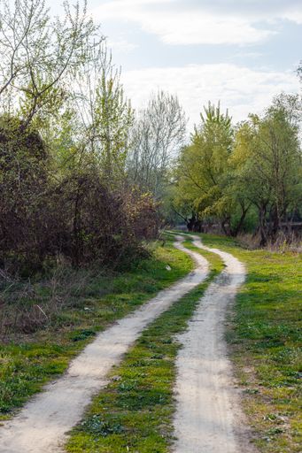 A vertical shot of car tracks through a forest