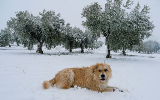 A closeup shot of a big dog in the snowy landscape