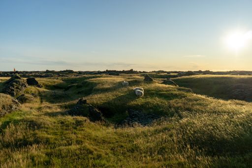 A shot of sheep grazing in the meadow on a sunny day, countryside scene