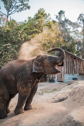 A vertical shot of an Indian elephant