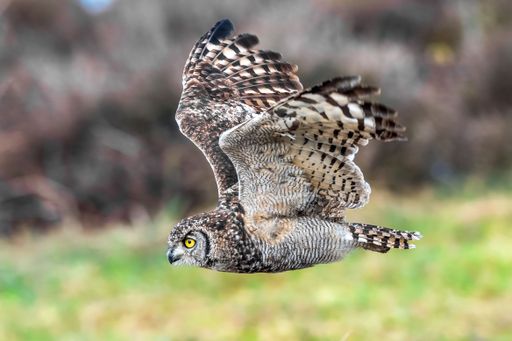 A selective focus shot of an African eagle owl mid flight