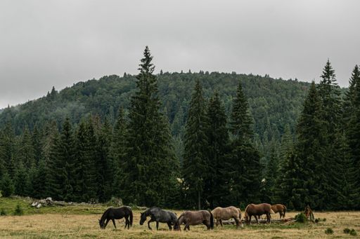 A group of horses grazing in a meadow against the background of a green hill with lush trees.