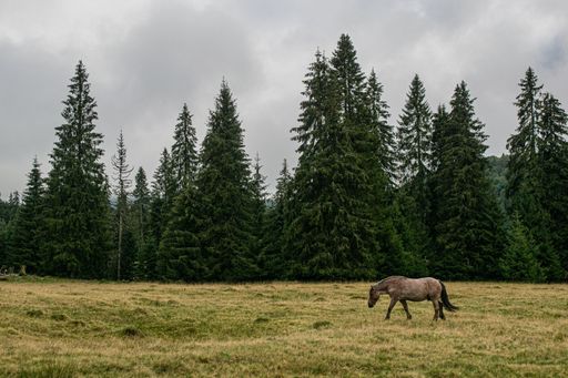 A pale brown horse walking in an expansive grassy field surrounded by tall pine trees.