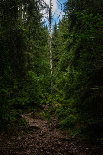 A scenic pathway winding through a lush green forest, showcasing the beauty of nature.