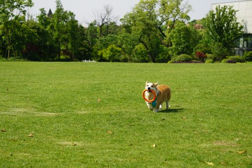 A golden retriever running joyfully through a lush green field while carrying a bright orange frisbee in its mouth