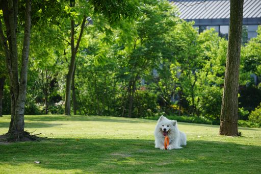 A white, furry dog is featured standing in lush, green grass holding a bright orange frisbee