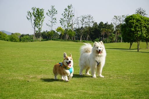 Two adorable dogs standing in a lush green grass field with tall trees in the background