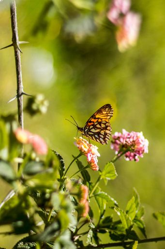 A vertical closeup shot of a butterfly on pink flowers with a blurred background