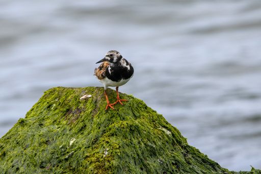 A shallow focus of a ruddy turnstone on a seaweed covered rock at the shore