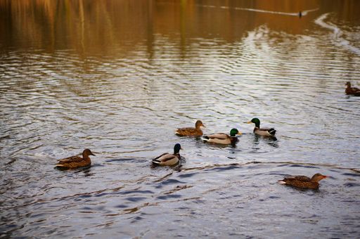 A high angle shot of the cute ducks swimming in the lake